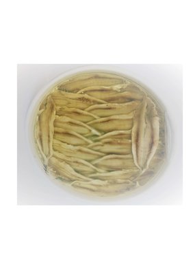 Marinated Anchovies. ( Boquerones), Butterfly . Featured Image