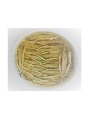 Marinated Anchovies. ( Boquerones), Butterfly . Featured Image