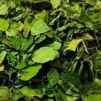 DRIED MORINGA OLEIFERA LEAVES bulk Featured Image