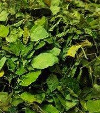 DRIED MORINGA OLEIFERA LEAVES bulk Featured Image