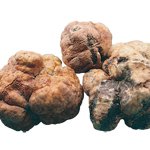 Tartufo Bianchetto Fresco (Tuber Borchii Vitt.) Featured Image