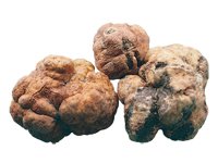 Tartufo Bianchetto Fresco (Tuber Borchii Vitt.) Featured Image