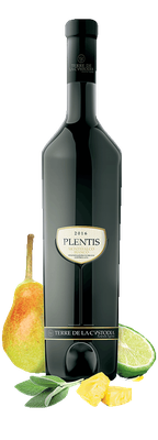 PLENTIS - MONTEFALCO BIANCO DOC 2016 Featured Image