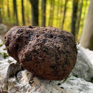 Tartufo nero di Bagnoli Irpino / Tuber Mesentericum Featured Image