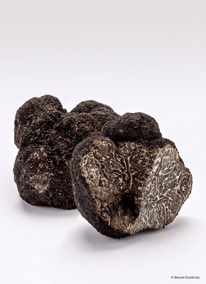 FRESH BLACK TRUFFLE tuber melanosporum vitt. Featured Image